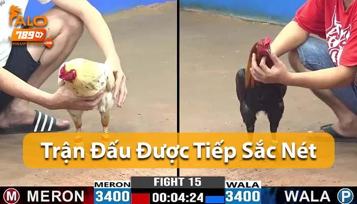 Đá Gà Cựa Sắt được trực tiếp sắc nét