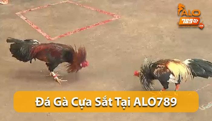 Đá Gà Cựa Sắt là hình thức đá gà được yêu thích nhất tại ALO789