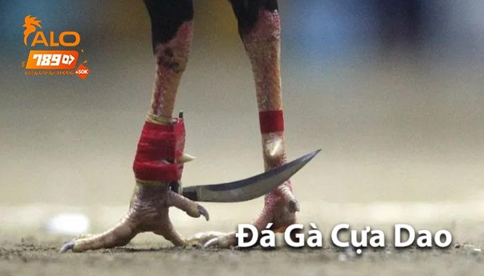 Hình thức đá gà cựa dao Hình thức đá gà cựa dao