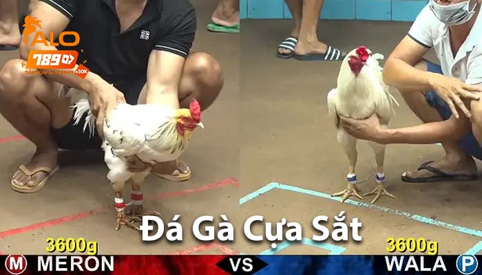 Hình thức đá gà cựa sắt Hình thức đá gà cựa sắt