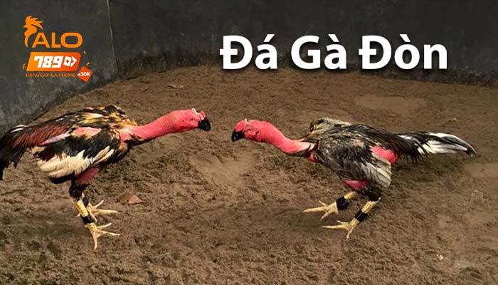 Hình thức đá gà đòn Hình thức đá gà đòn