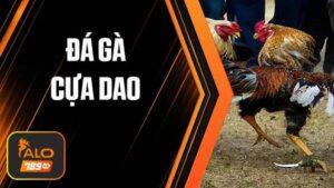 Cá cược đá gà cựa dao tại ALO789